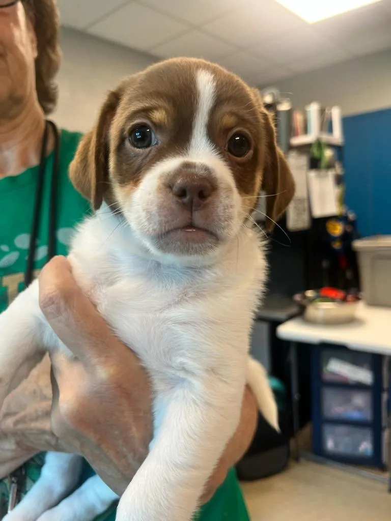 A baby small-sized male White / Cream Cockapoo dog named Teddy for adoption in Manassas, VA