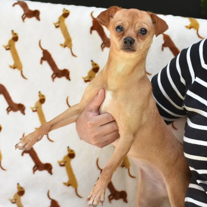 Tillie thumbnail 5