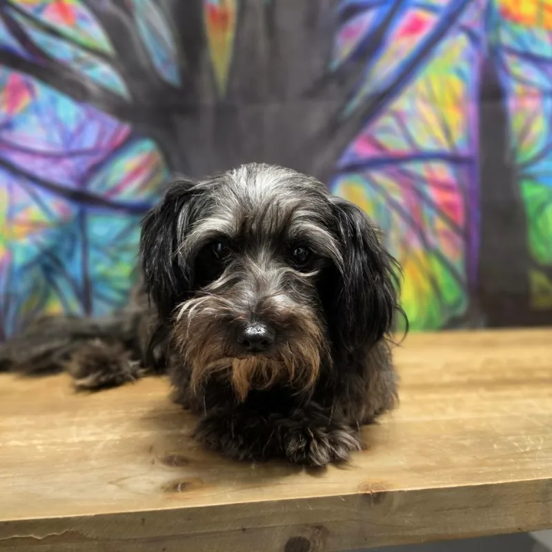 An adult small-sized female Black Standard Schnauzer dog named Snoodle for adoption in Normal, IL