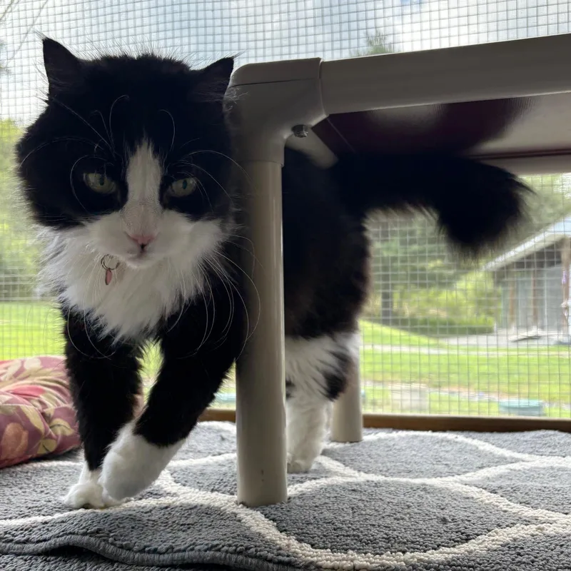 Boo Boo In Prison thumbnail 3