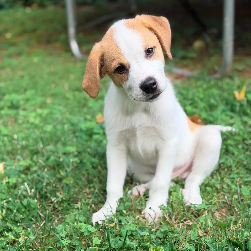 A baby medium-sized male White / Cream Hound dog named Sol for adoption in La Grange, KY
