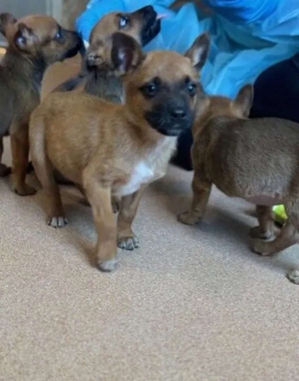 Chanterelle thumbnail 2