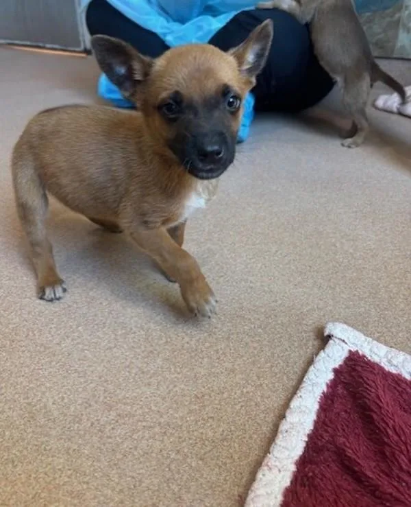 Chanterelle thumbnail 3