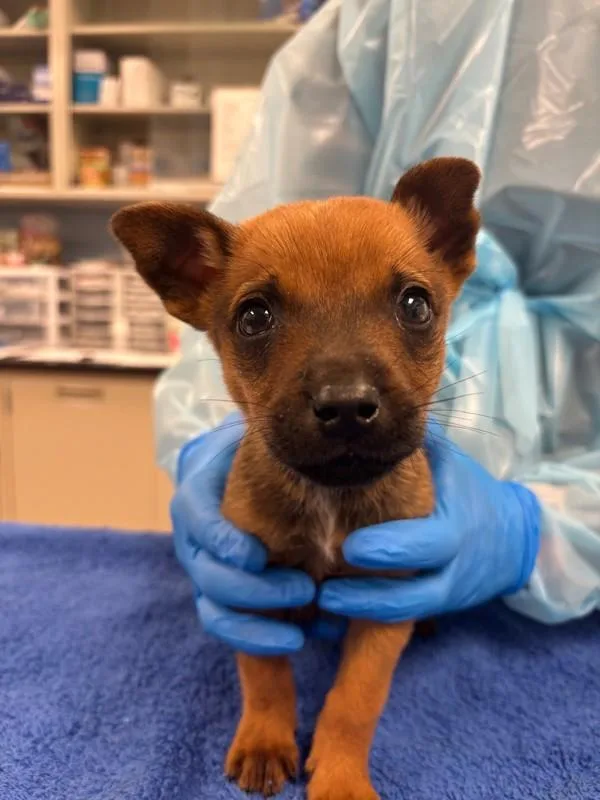 Chanterelle thumbnail 5