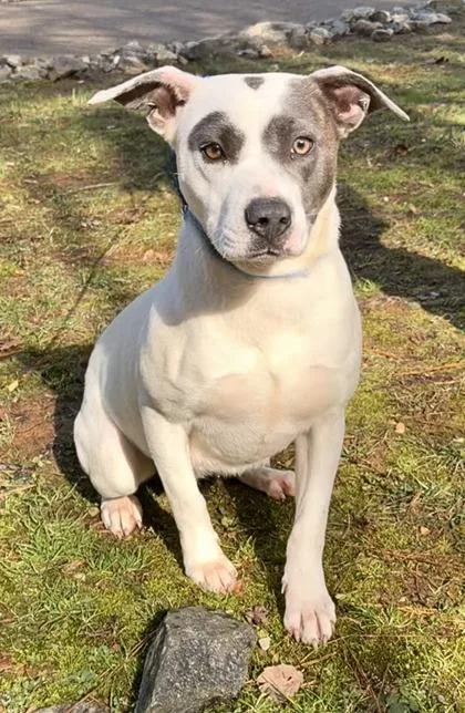 An adult medium-sized female Terrier dog named Honey Suckle for adoption in Dahlonega, GA