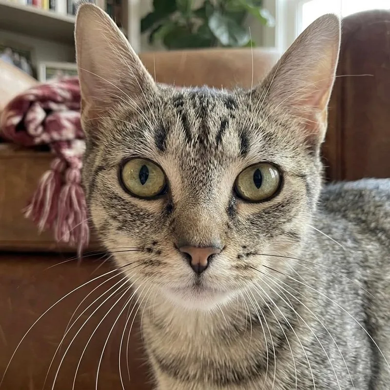 A young medium-sized female Domestic Short Hair cat named Anna for adoption in Pittsfield, IL