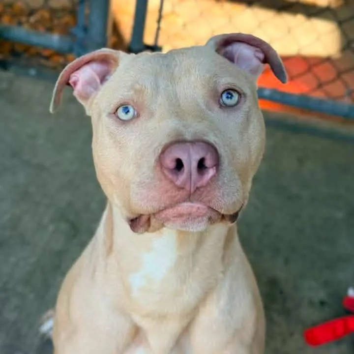 An adult medium-sized male Yellow / Tan / Blond / Fawn Pit Bull Terrier dog named Sawyer for adoption in Chicago, IL