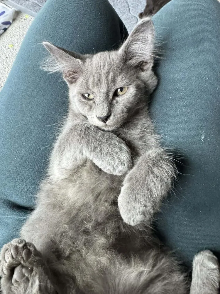 A baby medium-sized male Blue Point Domestic Medium Hair cat named Cillian for adoption in Sedalia, CO