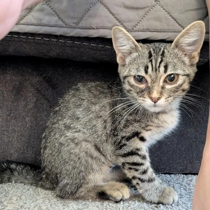 A baby small-sized female Tabby (Tiger Striped) Domestic Short Hair cat named Polly McAtee for adoption in Morrison, CO