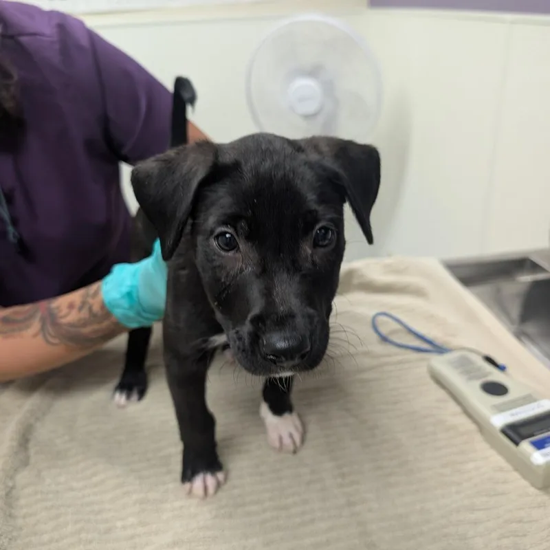 A baby small-sized male Black Labrador Retriever dog named Raven for adoption in Albuquerque, NM