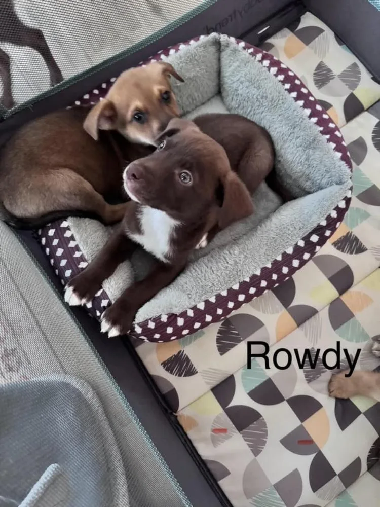 Rowdy Lee thumbnail 2