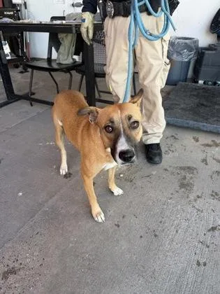 An adult medium-sized female Red / Chestnut / Orange Shepherd dog named Brandy for adoption in El Paso, TX