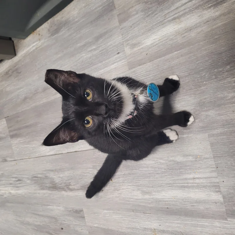 A baby small-sized female Black & White / Tuxedo Domestic Short Hair cat named Courtney for adoption in Norfolk, VA