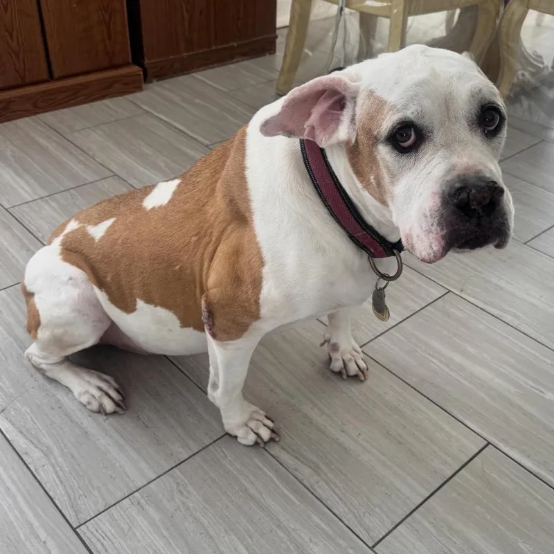 A senior large-sized female American Bully dog named Ginger for adoption in Lauderhill, FL