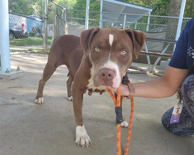 An adult large-sized female Pit Bull Terrier dog named Cookie for adoption in Charlotte, NC