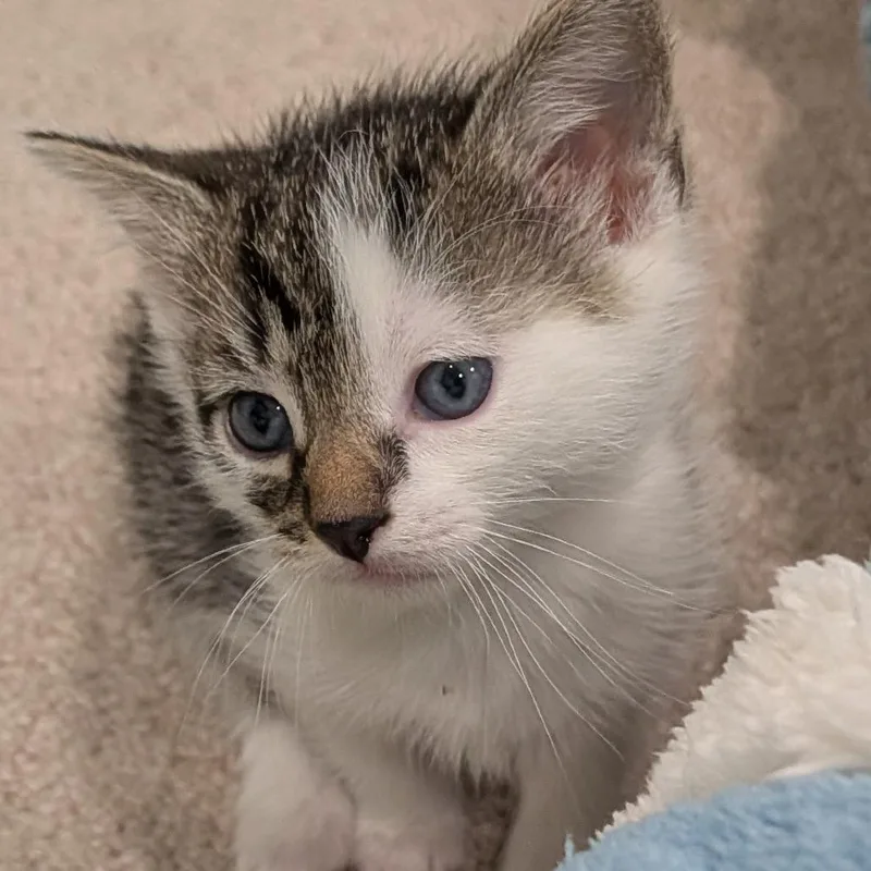 A baby small-sized male Brown / Chocolate Domestic Short Hair cat named Enoki for adoption in North Branford, CT