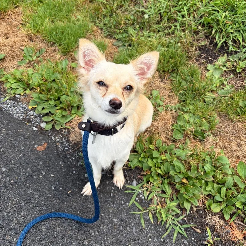 An adult small-sized male Yellow / Tan / Blond / Fawn Chihuahua dog named Stromboli for adoption in Birdsboro, PA