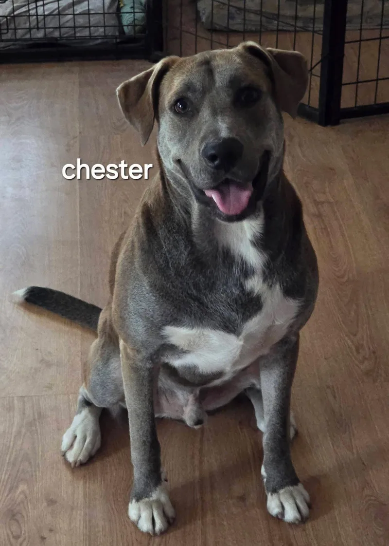 An adult large-sized male Gray / Blue / Silver Labrador Retriever dog named Chester for adoption in Mingus, TX