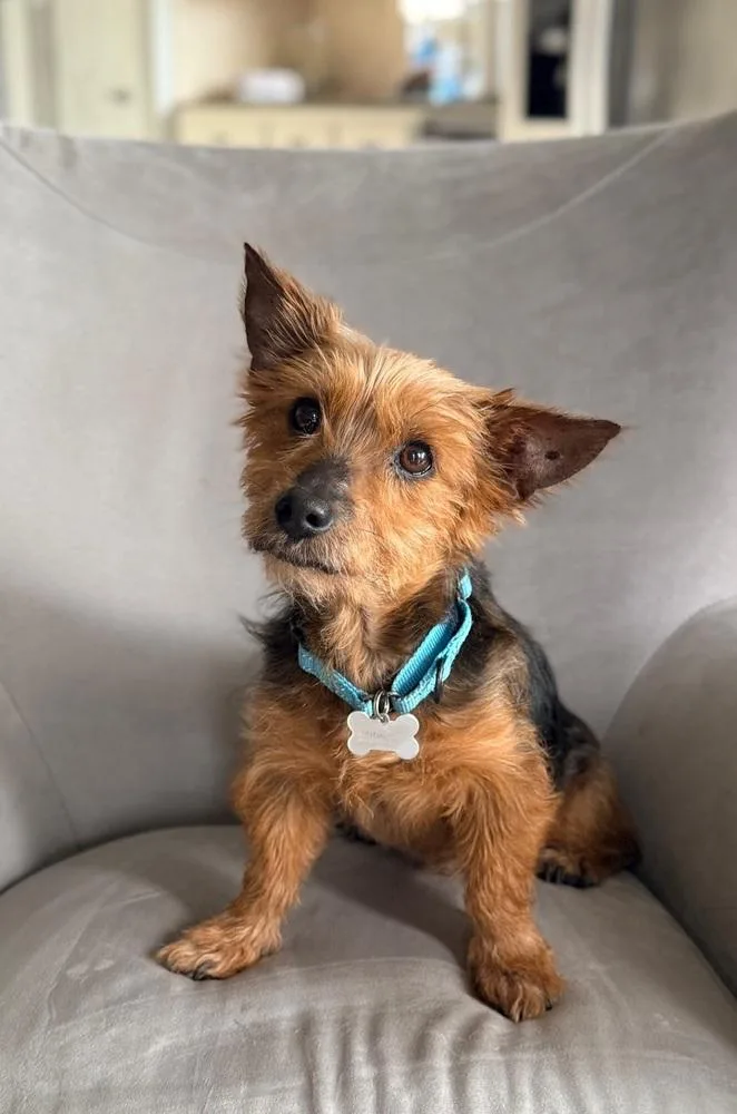 Oliver