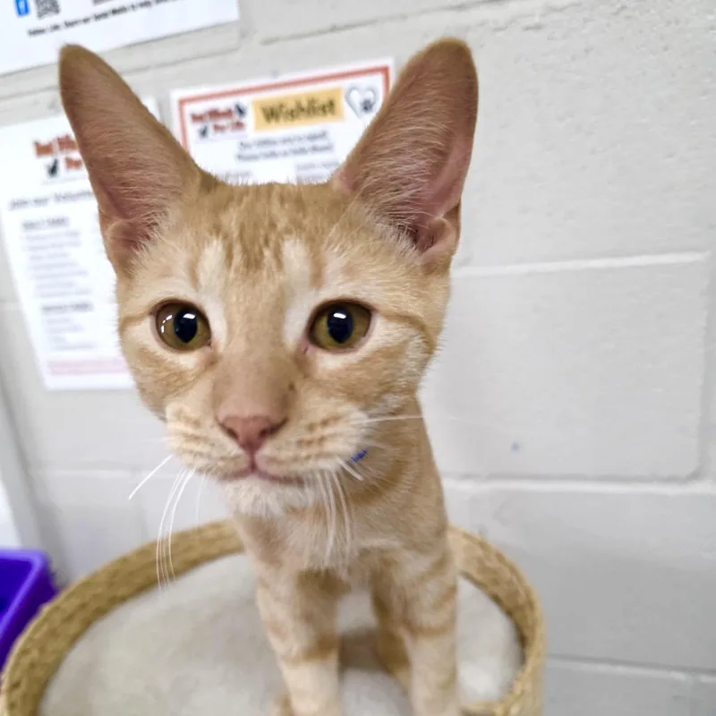 A young small-sized male Orange / Red Domestic Short Hair cat named Chili for adoption in Laredo, TX