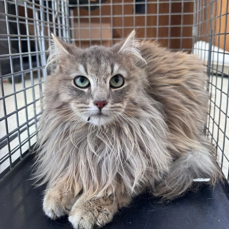 Feral Blueberry Jammin