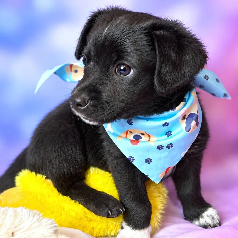 A baby small-sized male Black Chihuahua dog named Udon for adoption in Boerne, TX