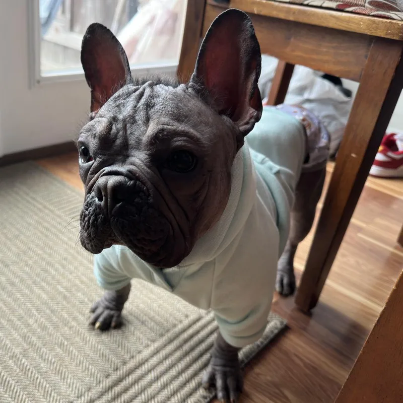 A young medium-sized male French Bulldog dog named Tank for adoption in Cincinnati, OH