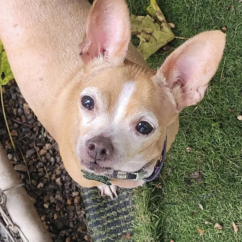 An adult small-sized male Chihuahua dog named Rufus for adoption in Groveland, MA