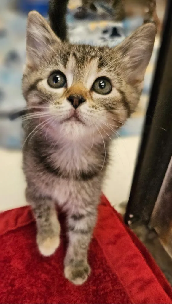 A baby small-sized female Domestic Short Hair cat named Ruby for adoption in Sherwood, AR