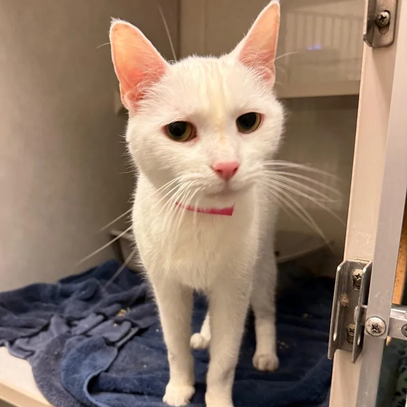 An adult medium-sized female White Domestic Short Hair cat named Gnocchi for adoption in Fairport, NY