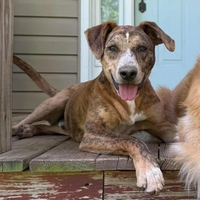 A young medium-sized male Brindle Catahoula Leopard Dog dog named Pluto for adoption in Rochester, NY