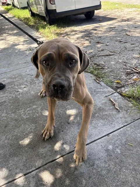 An adult large-sized male Cane Corso dog named Ghost for adoption in Miami, FL