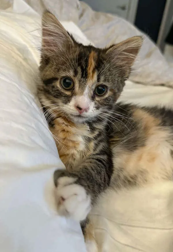 A baby small-sized female Domestic Medium Hair cat named Caboodle for adoption in Millersville, MD