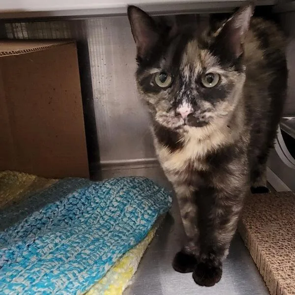 Fire Queen thumbnail 2