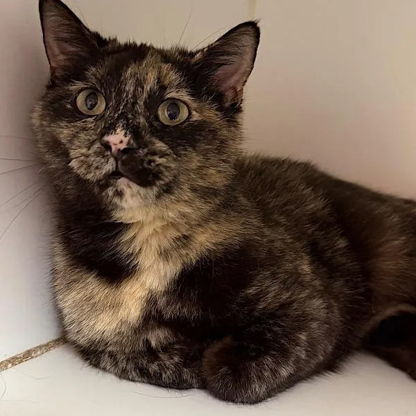 Fire Queen thumbnail 3