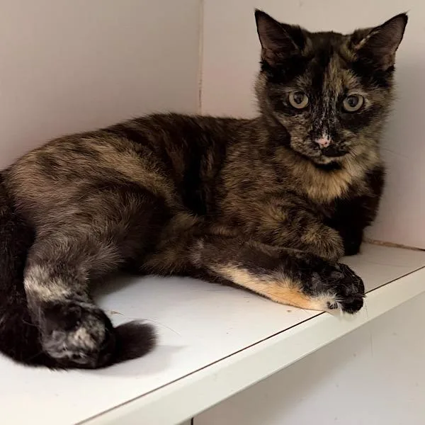 Fire Queen thumbnail 4