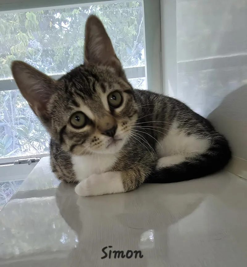 A young medium-sized male Domestic Short Hair cat named Simon for adoption in Key Largo, FL