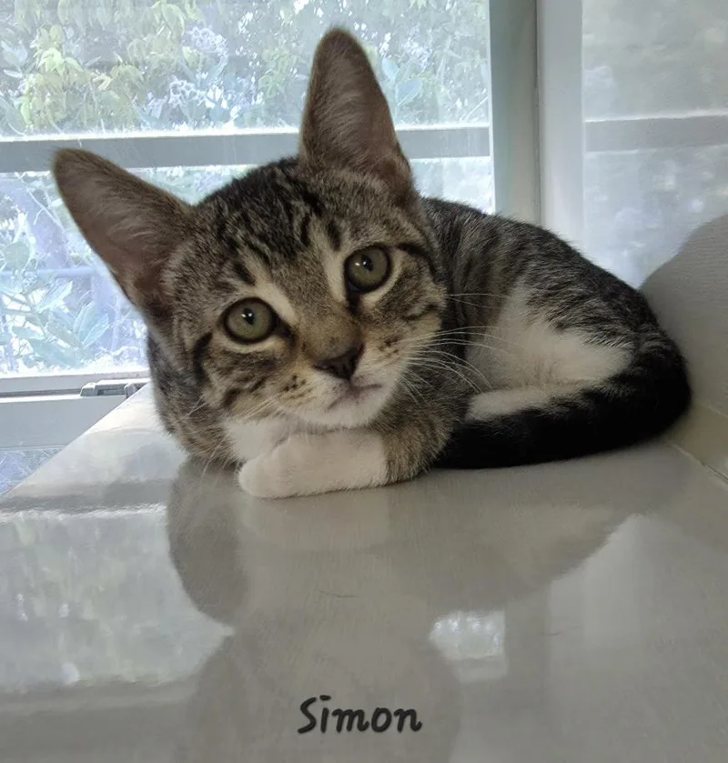 Simon thumbnail 2