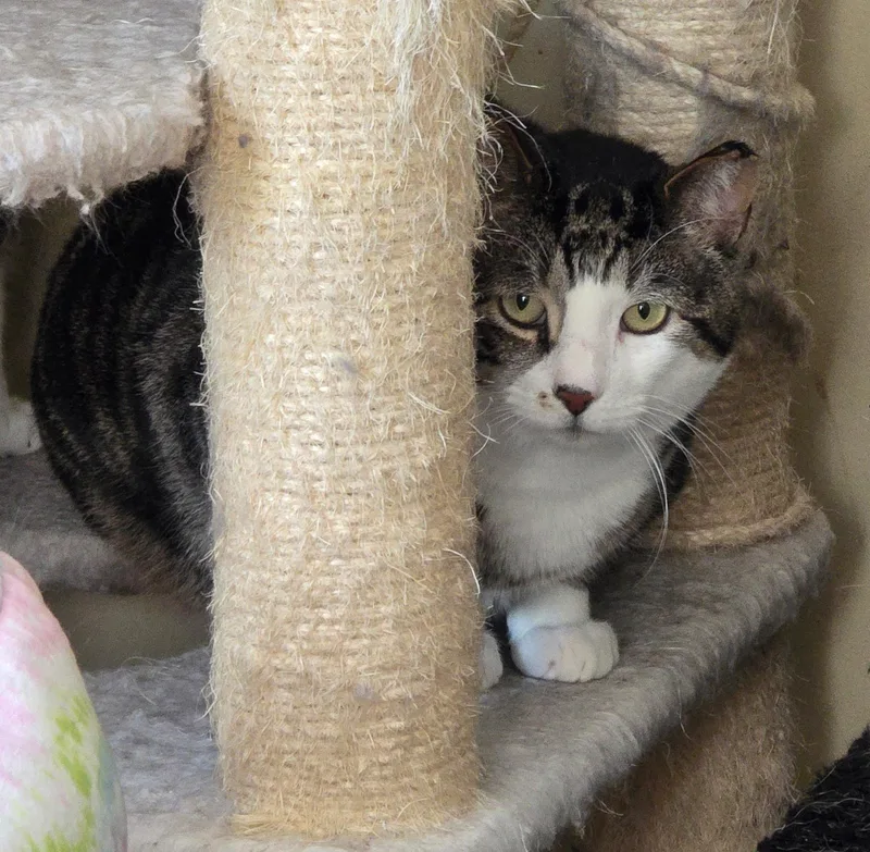 An adult medium-sized male American Shorthair cat named Freddy for adoption in Salisbury Mills, NY