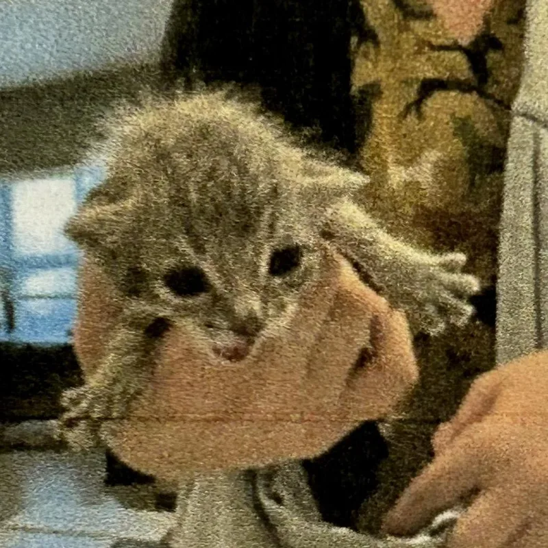 A young small-sized female Gray / Blue / Silver Domestic Short Hair cat named Zelda for adoption in Brevard, NC