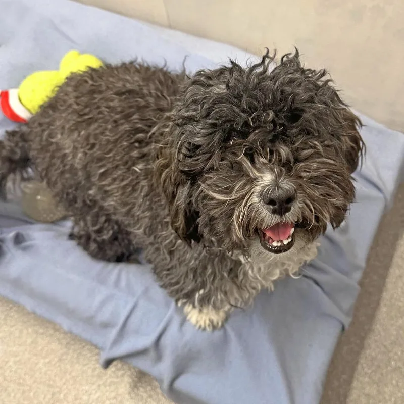 A young small-sized female Black Mixed Breed dog named Miss Frizzle for adoption in Hailey, ID