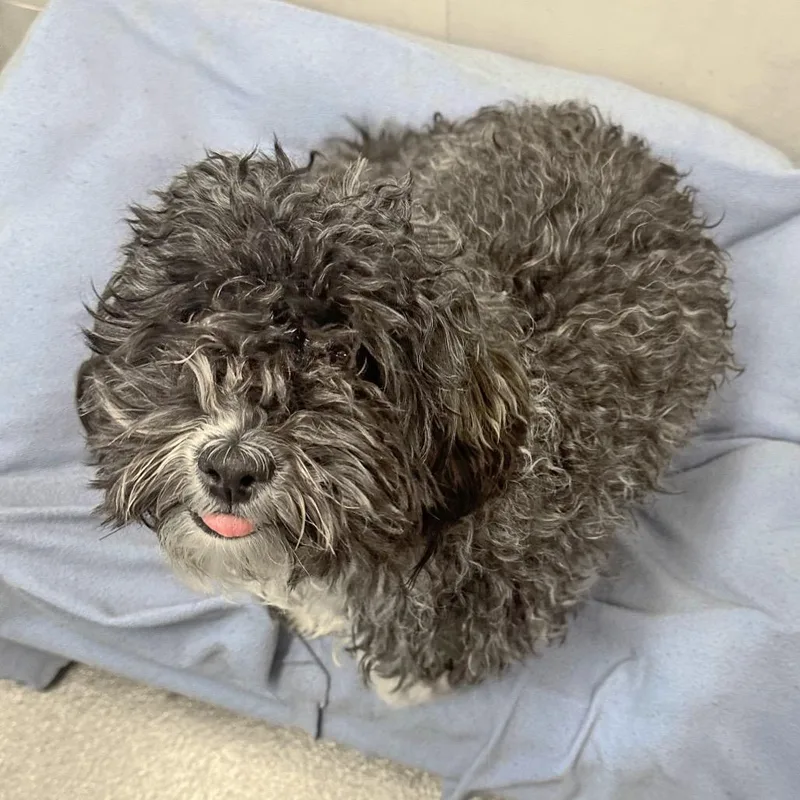 Miss Frizzle thumbnail 2