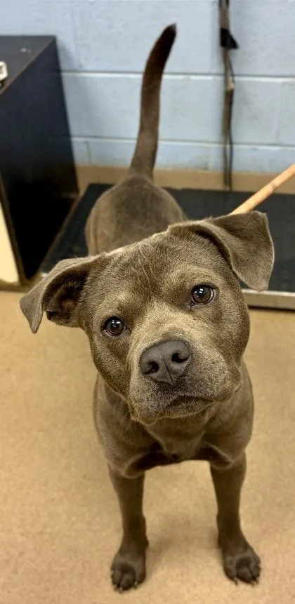 A young large-sized male Mixed Breed dog named Champion for adoption in Chamblee, GA