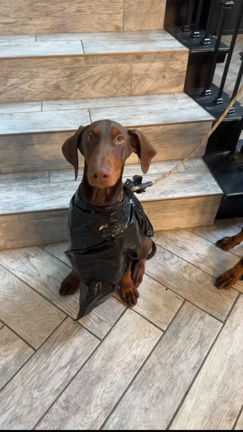 A young large-sized male Brown / Chocolate Doberman Pinscher dog named Capitán for adoption in Nipomo, CA