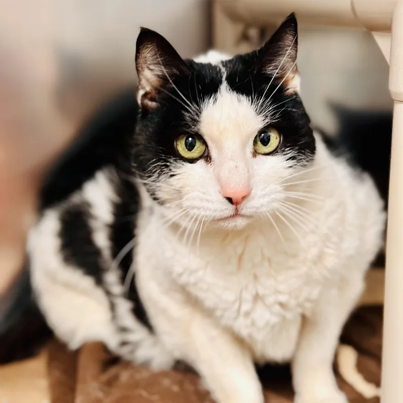 A senior medium-sized female Black & White / Tuxedo Domestic Short Hair cat named Katy for adoption in Manahawkin, NJ