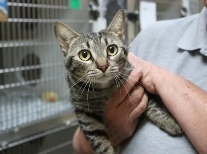 An adult large-sized female Domestic Short Hair cat named Minnie for adoption in Brunswick, GA