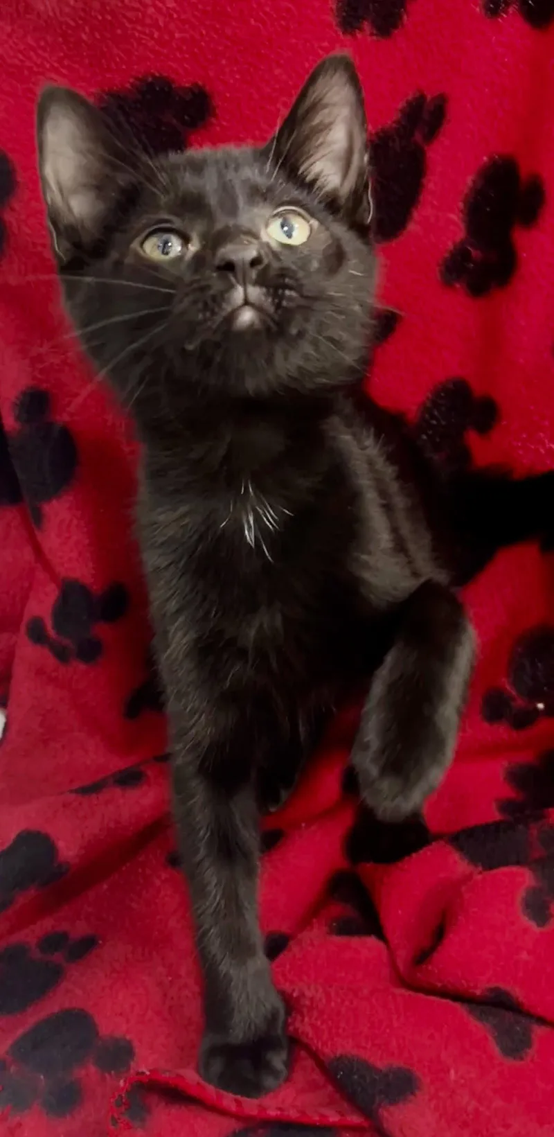 A baby medium-sized male Black Domestic Short Hair cat named Fella for adoption in Orlando, FL