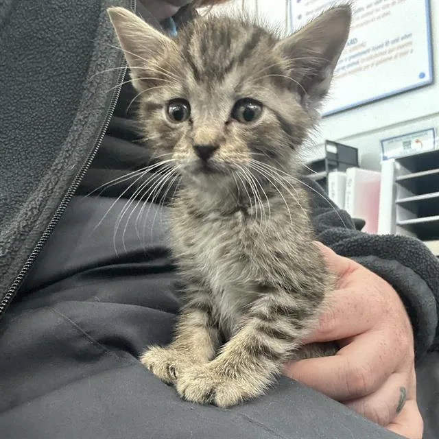 A young medium-sized male Domestic Short Hair cat named Apollo for adoption in Dallas, TX
