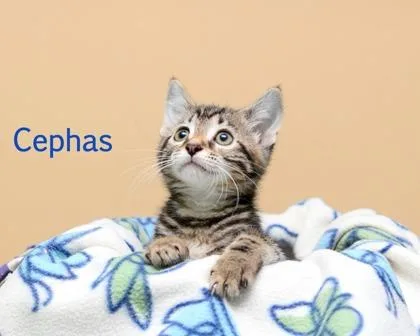A baby small-sized male Domestic Short Hair cat named Cephas for adoption in Parma, OH