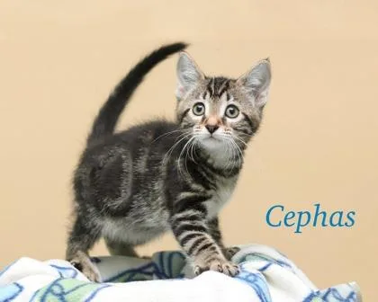 Cephas thumbnail 2